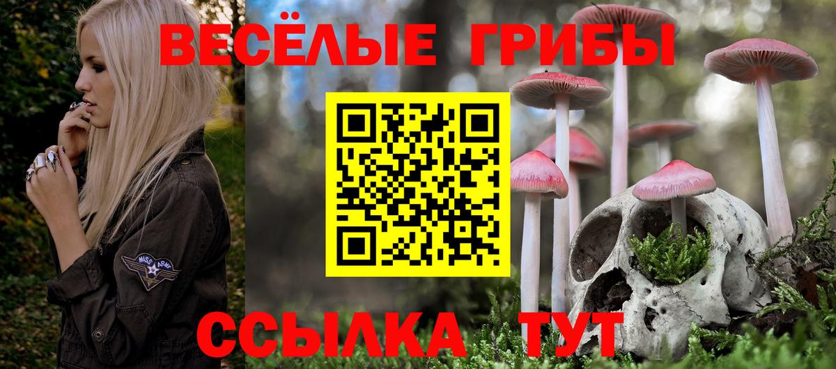 Галлюциногенные грибы Psilocybe Мончегорск
